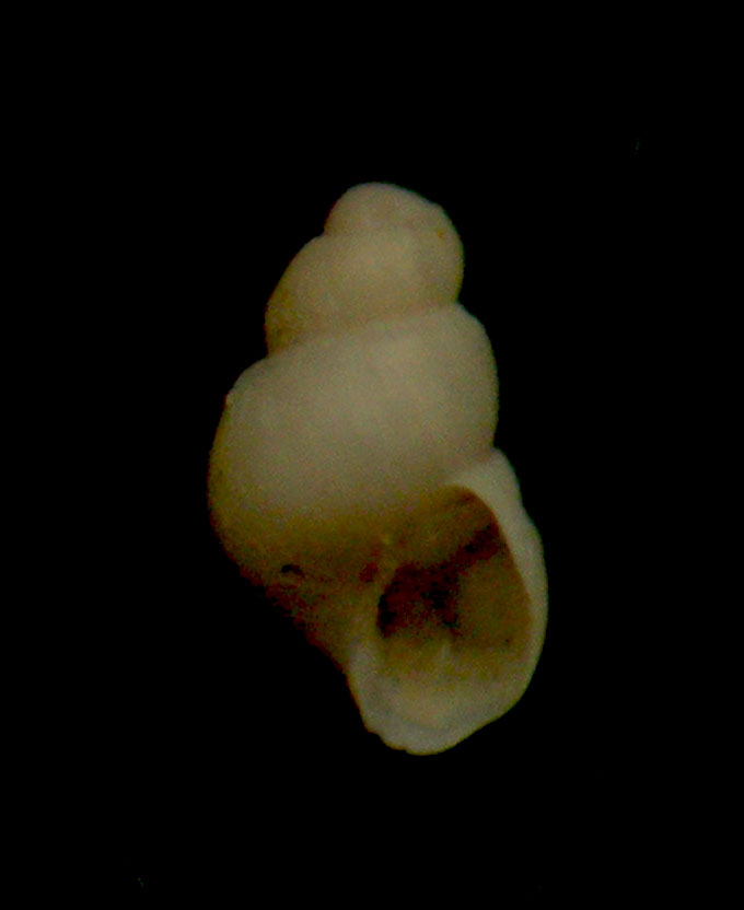Odostomia megerlei